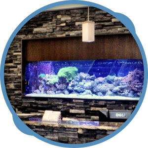 Professional Aquarium Maintenance Services in Orlando, FL