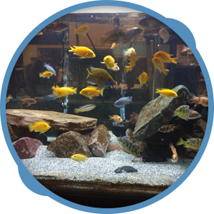 Professional Aquarium Maintenance Services in Orlando, FL