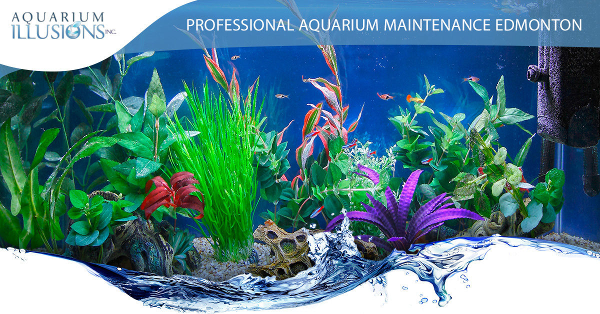 Aquarium Maintenance Service - Have Your Aquarium Professional Cared For, Aquarium Illusions