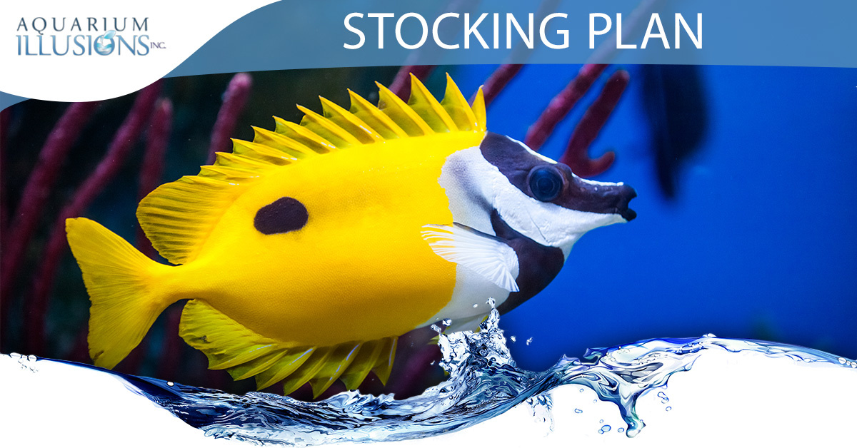 Safe Stocking Guidelines for Aquariums