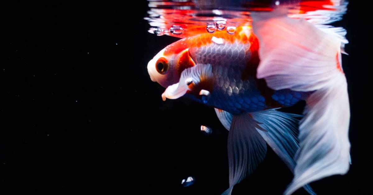 Choosing Your First Aquarium Fish