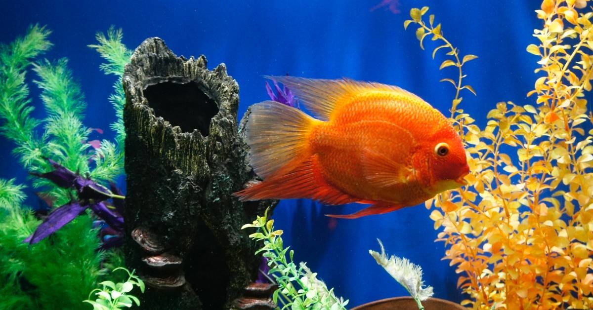 Goldfish Tank Decor: Adding decorations to your fish tank