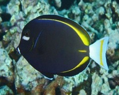 Products tagged with what size of tank do I need for a tang fish