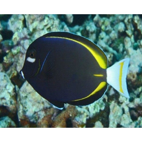 Goldrim Tang
