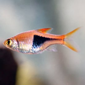  Harlequin Rasbora