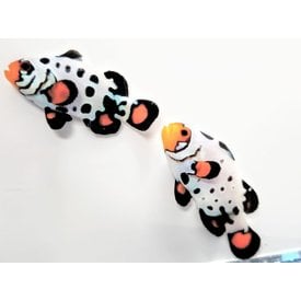 Proaquatix Bullet Hole Clownfish