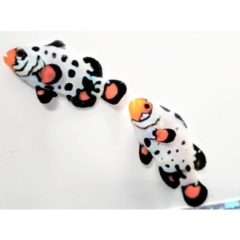 Bullet Hole Clownfish