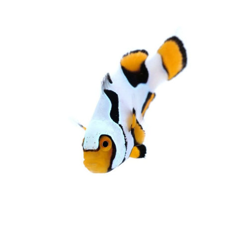 Extreme Helmet Picasso Clownfish