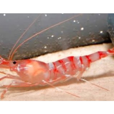 Kuekenthali's Cleaner Shrimp