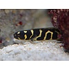 Engineer Goby