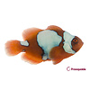 Maroon Snowflake Clownfish