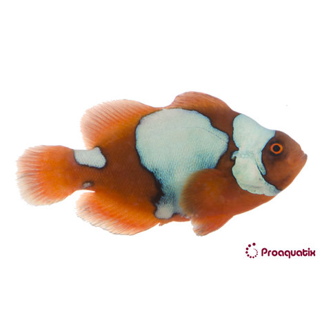 Maroon Snowflake Clownfish