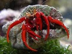 Saltwater Invertebrate