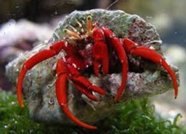 Saltwater Invertebrate