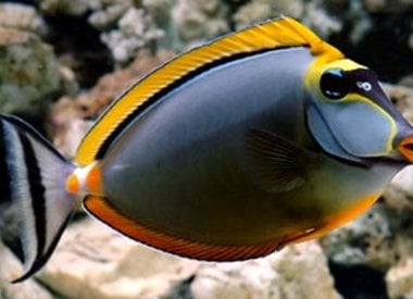 Saltwater Fish