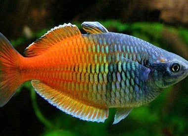 Order live hot sale fish online