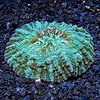 Doughnut coral ( Acanthopyllia deshayesiana )