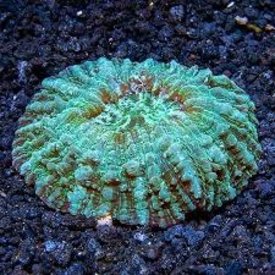 Doughnut coral ( Acanthopyllia deshayesiana )