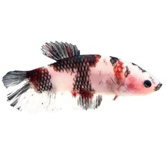 Products tagged with Betta male longtail