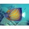 Annularis Angelfish