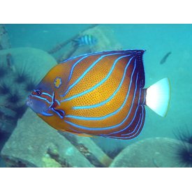  Annularis Angelfish
