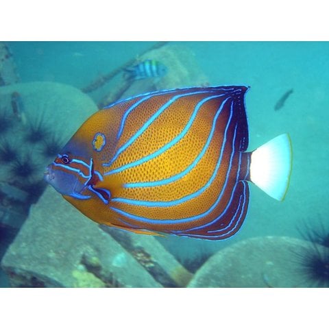 Annularis Angelfish