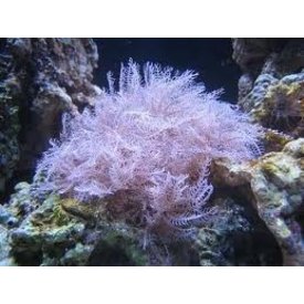  Anthelia Coral 3-4"