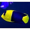 Bicolor Angelfish