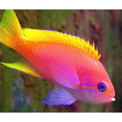 Bimaculatus Anthias Female