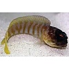 Black Cap Jawfish
