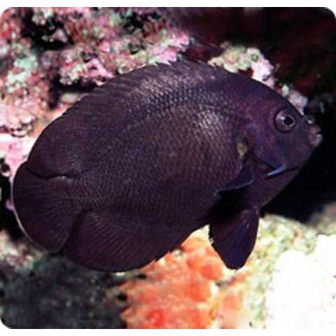 Black Nox Angelfish