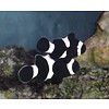 Black Ocellaris Clownfish