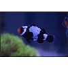 Black Snowflake Clownfish (tank bred)