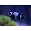 Black Snowflake Clownfish