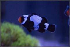Products tagged with clownfish