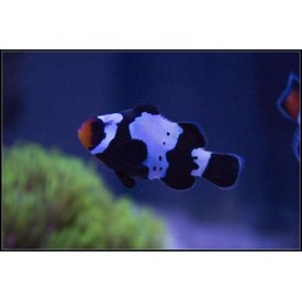  Black Snowflake Clownfish (tank bred)