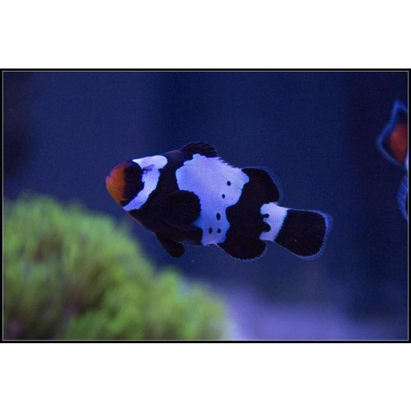  Black Snowflake Clownfish (tank bred)