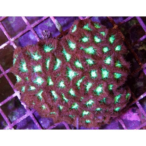 Blastomussa merletti Frag