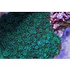 Blue Sympodium Polyp