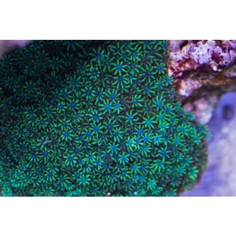 Blue Sympodium Polyp