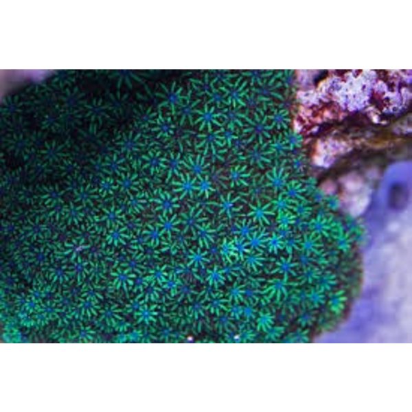  Blue Sympodium Polyp
