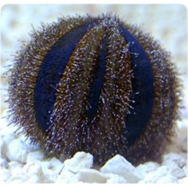  Blue Tuxedo Urchin