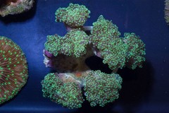 Products tagged with grape coral
