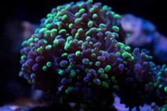 Products tagged with frogspawn coral