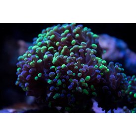  Branching Frogspawn, Metallic Green