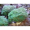 Branching Torch, Green, Medium