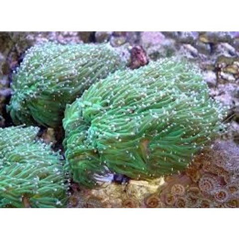 Branching Torch, Green, Medium