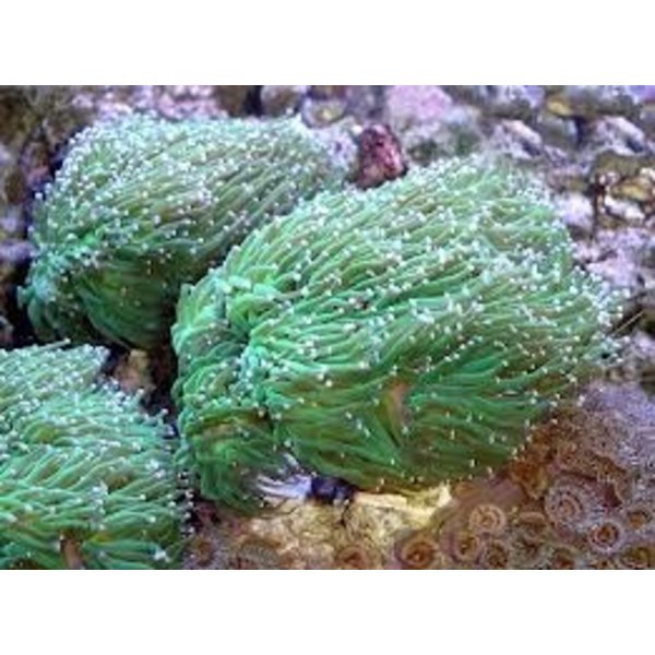  Branching Torch, Green, Medium