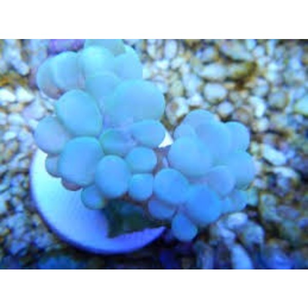  Bubble Coral Frag, Pink