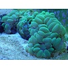 Bubble Coral, Metallic Green